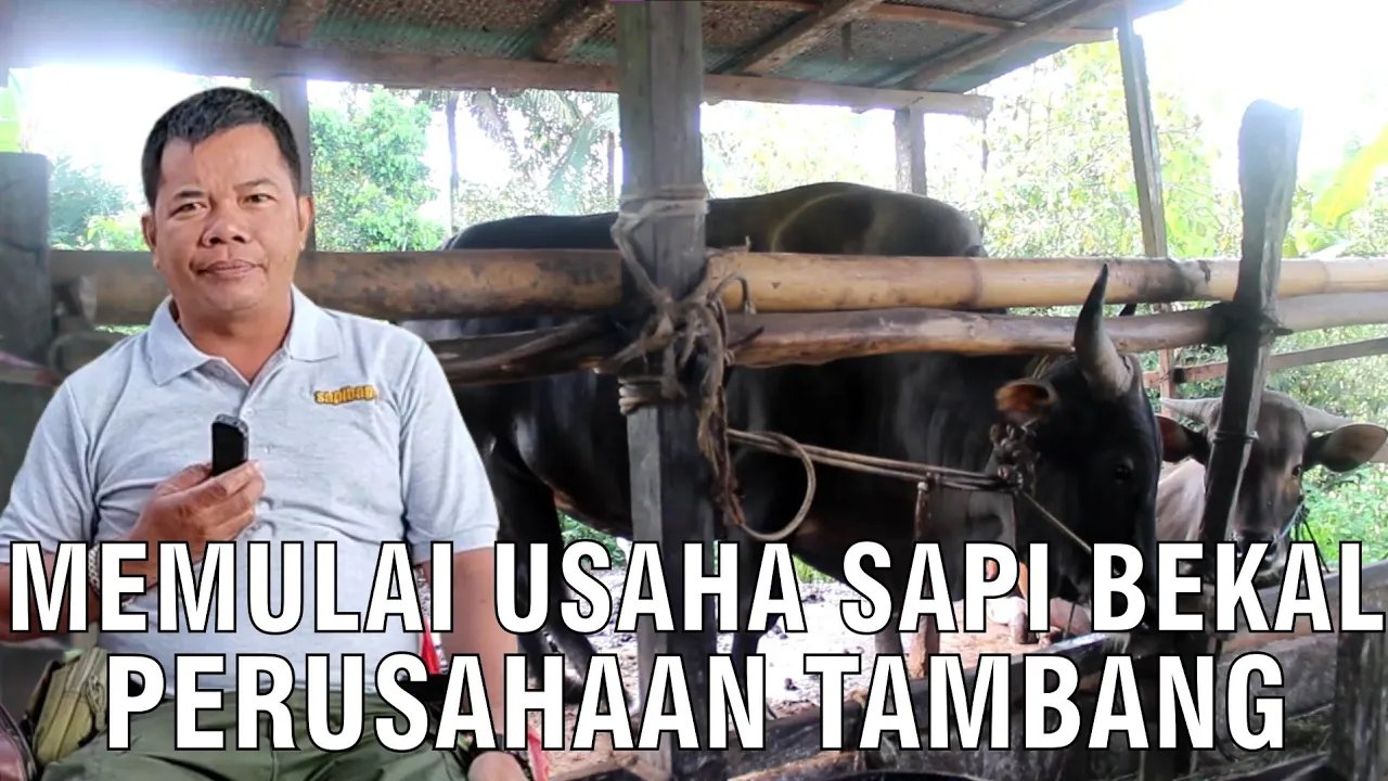 
                                 Pekerja-Tambang-Usaha-Sapi